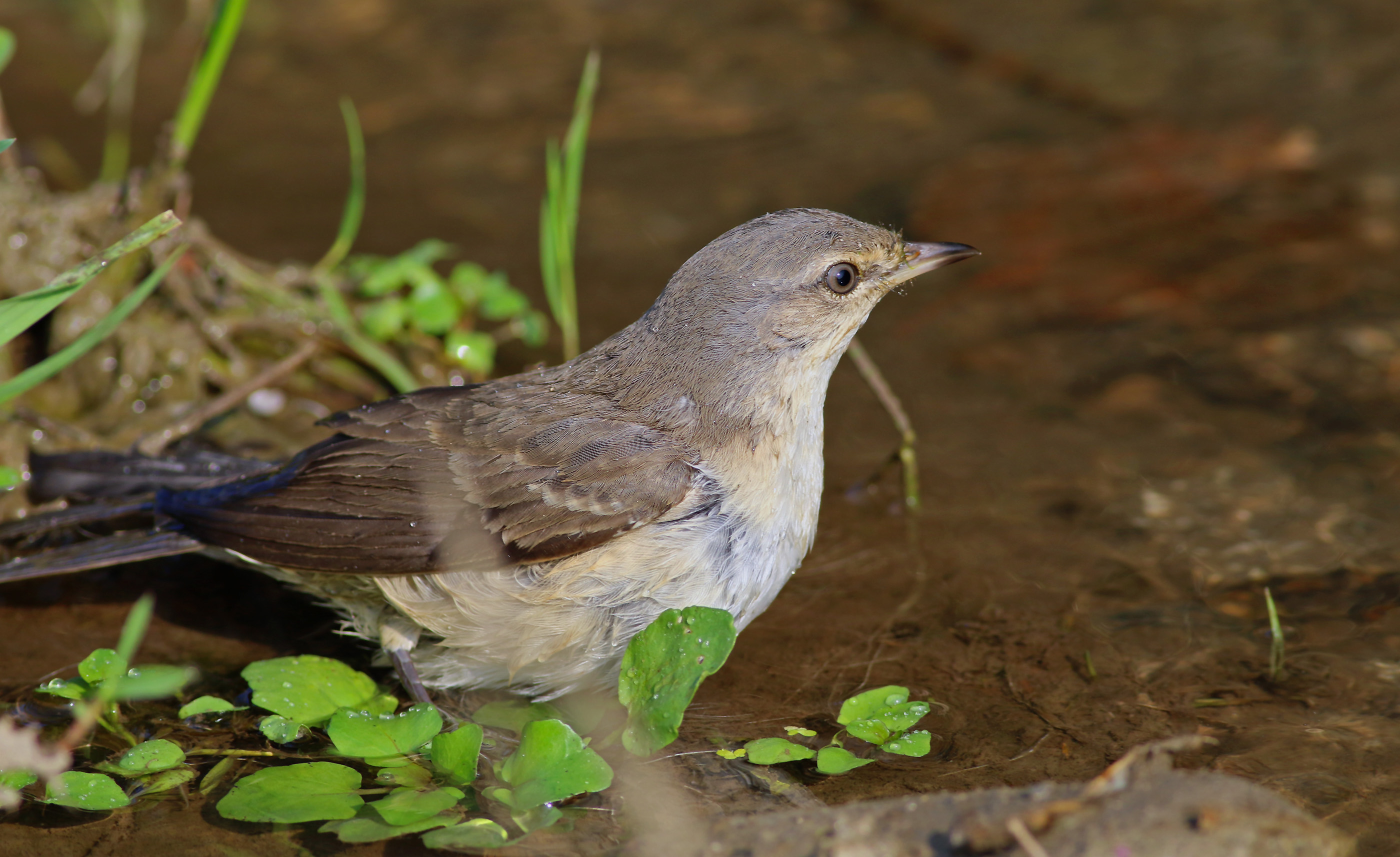 Barred Warbler